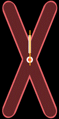 176x176